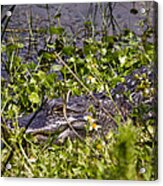 Gator In The Grass Acrylic Print