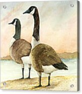 Geese 52012 Acrylic Print
