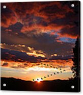 Geese Flying At Sunset Acrylic Print