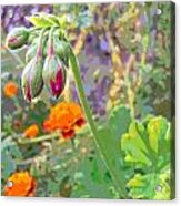 Geranium Buds And Marigolds Acrylic Print