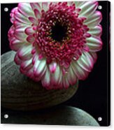 Gerbera On The Rocks Acrylic Print