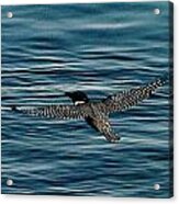 Giant Kingfisher Flight Acrylic Print