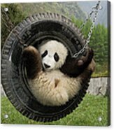 Giant Panda Ailuropoda Melanoleuca Cub Acrylic Print