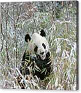 Giant Panda Ailuropoda Melanoleuca Acrylic Print