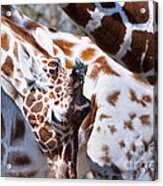 Giraffe Abstract Acrylic Print