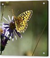 Glacier Butterfly Acrylic Print