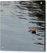 Gliding Across The Pond Acrylic Print