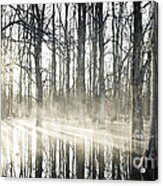 Glowing Woods Acrylic Print