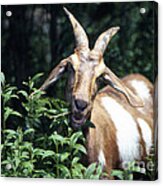 Goat Acrylic Print