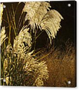 Golden Maiden Grass Botanical Wall Art Acrylic Print