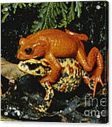 Golden Toads Mating Acrylic Print