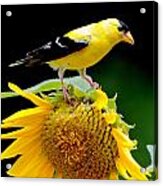 'goldfinch On Sunflower' Acrylic Print