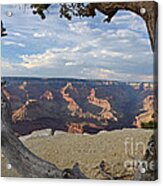 Grand Canyon Tree Acrylic Print