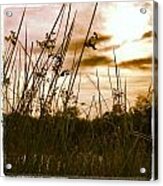 Grass Acrylic Print