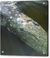 Gray Whale Filter Feeding Clayoquot Acrylic Print