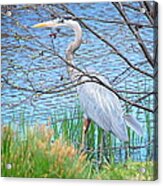 Great Blue Heron At Pond's Edge Acrylic Print