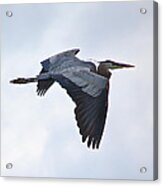 Great Blue Heron In Cloudy Sky Acrylic Print