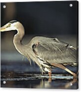 Great Blue Heron With Captured Fish Acrylic Print