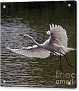 Great Egret In Flight Acrylic Print