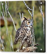 Great Horned Owl Ii Acrylic Print
