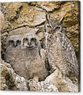 Great Horned Owl With Owlets In Nest Acrylic Print