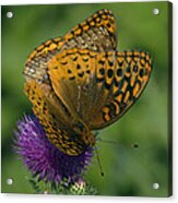 Great Spangled Fritillaries On Thistle Din108 Acrylic Print