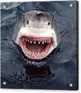 Great White Shark Smile Australia Acrylic Print