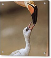 Greater Flamingo Mother And Chick Acrylic Print