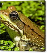 Green Frog In Pond Acrylic Print