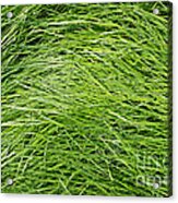 Green Grass In The Morning Acrylic Print