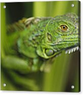 Green Iguana Amid Green Leaves Roatan Acrylic Print