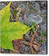 Green Leaf On Ground Acrylic Print