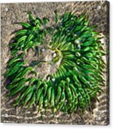 Green Sea Anemone Acrylic Print