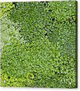 Green Variations - Plants Acrylic Print