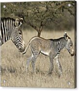 Grevys Zebra Mother And Foal Lewa Acrylic Print