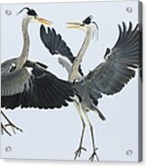 Grey Heron Ardea Cinerea Pair Fighting Acrylic Print