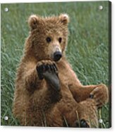 Grizzly Bear Cub Playing Katmai Acrylic Print