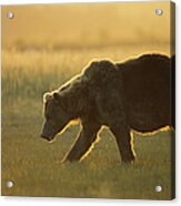Grizzly Bear Walking At Sunset Katmai Acrylic Print