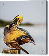 Grooming Pelican Acrylic Print