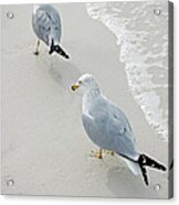 Gulls At The Beach Acrylic Print