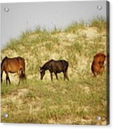 Hanging Out On The Dunes Living Free Acrylic Print