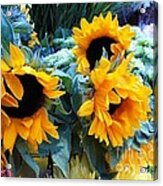 Happy Sunflowers Acrylic Print