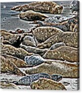 Harbor Seals Resting Acrylic Print