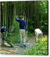 Harvesting Bamboo For The Pandas At The Zoo Acrylic Print