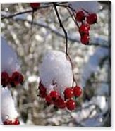 Hawthorn Berries In The Snow Acrylic Print