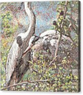 Herons Resting Acrylic Print