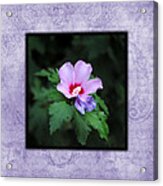 Hibiscus I Photo Square Acrylic Print