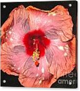 Hibiscus Acrylic Print