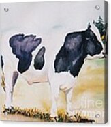 Holstein Acrylic Print