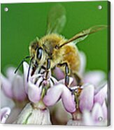 Honeybee Acrylic Print